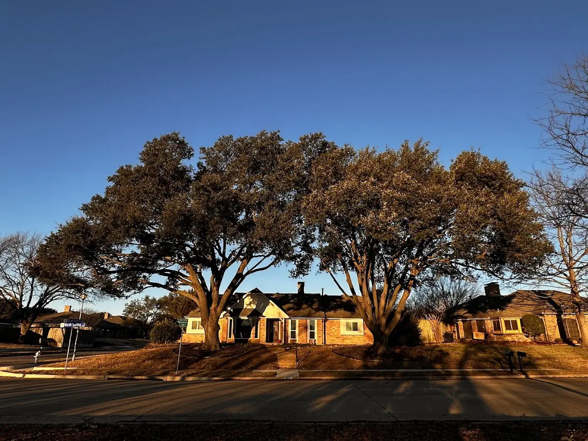 Established residential canopy tree shading a home in Ruth